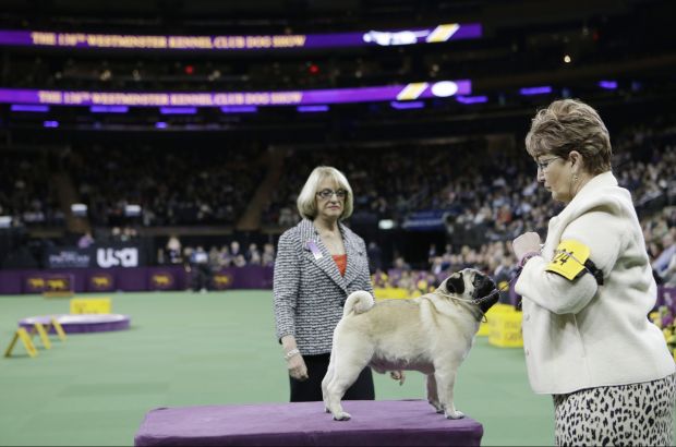 Westminster Dog Show